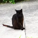 blackie3.webp