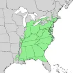 220px-Liriodendron_tulipifera_range_map_3.webp