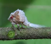 Acanalonia servillei.webp