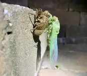 Screen Shot 2020-07-20 at 5.53.19 AM.webp