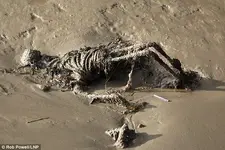 Mudlarker.webp