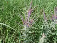 004.webp 004.webp
