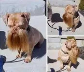 bikerdog.webp