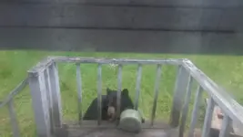 Bear2.webp