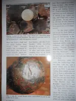 DSCN4531.webp