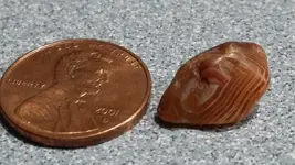 agate2.webp agate2.webp