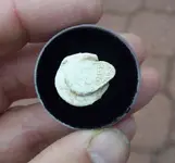 seal.webp