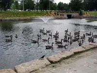 Geese8.webp