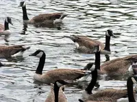 Geese5.webp