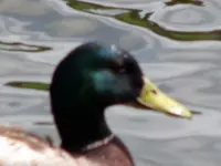 Mallard1.webp
