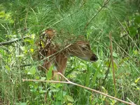 5-17 fawn s.webp