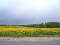 Dandy field s.webp