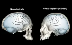 Neanderthal brain.webp