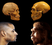 Neanderthal man.png
