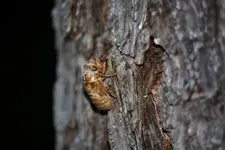 Cicada 1.webp