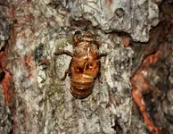 cicada 2.webp