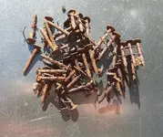 nails.webp