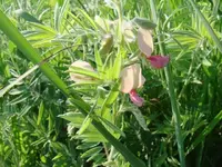 032.webp 032.webp