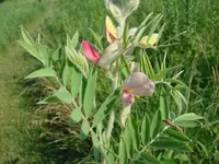 032a.webp 032a.webp