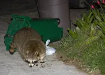 raccoon-and-green-bin.webp