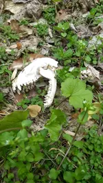 IMG_20200417_142408463.webp