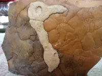Flint pseudofossil turkey.webp