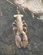 9 Lobster.webp