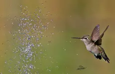 04677-1.webp