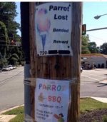 parrot-lost-sign-bbq-come-early-supplies-limited (2).jpg