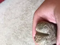 rock2.webp