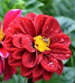 DSC_0144a.webp