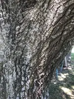 ImageUploadedByTreasureNet.com1592267819.783969.webp