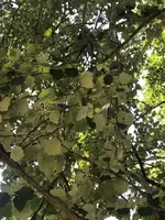ImageUploadedByTreasureNet.com1592267848.685552.webp