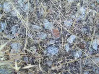 101_8071.webp