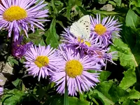 20200806_073550.webp