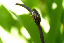 IMG_2400_2400.webp