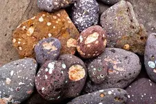 Spotted Basalt.webp