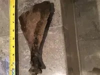 animal tail from river.webp