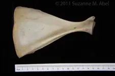 Scapula.webp Scapula.webp