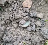 LC in Dirt.webp LC in Dirt.webp