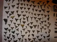 Shark Teeth (1) Small.webp