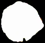 white.webp