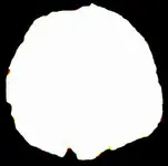 white(2).webp