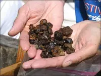 garnets.webp