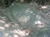 mataturtle.webp