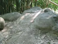 turtle3.webp