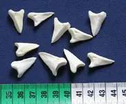 Toe Bones.webp
