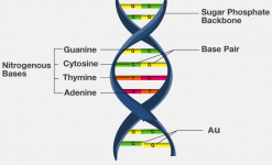 DNA-Structure1.png