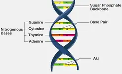 DNA-Structure1.webp