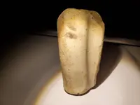 bone 5.webp
